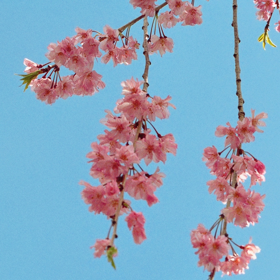 Detail of 'Blossom #2'