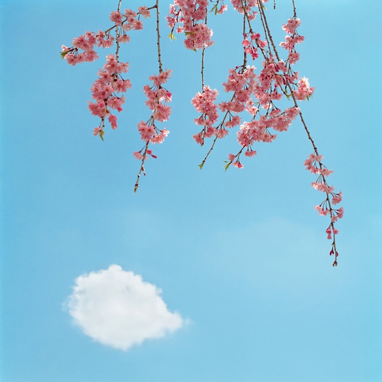 (10472) Blossom #2 -- Sally Gall