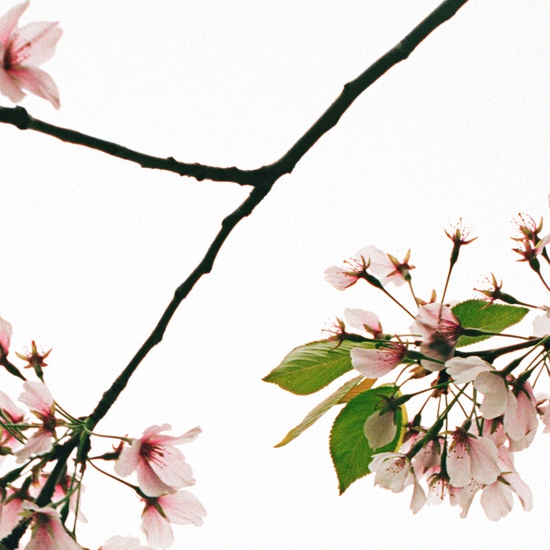 Detail of 'Blossom #5'