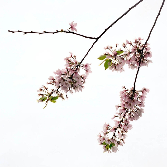 (10473) Blossom #5 -- Sally Gall