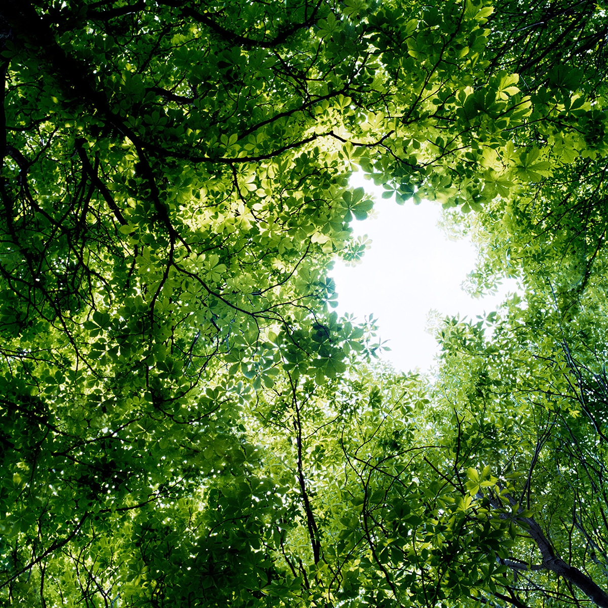 Sally Gall: Reach, 2011, Archival pigment print, 19 x 19 inches, 30 x 30 inches, and 50 x 50 inches