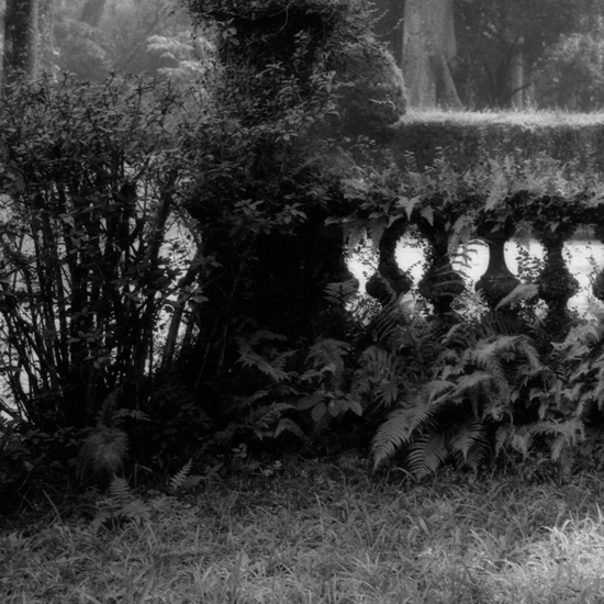 Detail of 'Rio, Botanical Garden #3'