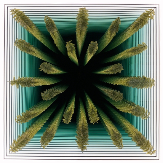 Peter Gronquist: Ferns, 2018, mixed media, 60 x 60 x 3 inches, 2/5