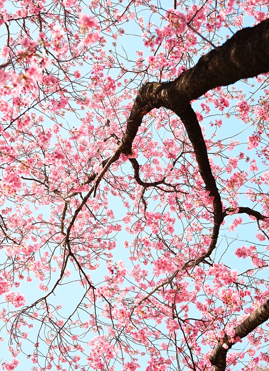 Troy House, Cherry Blossom A, 2026, Archival pigment print, Available in various sizes, Edition of 20