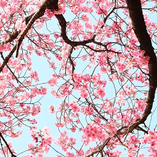 Detail of 'Cherry Blossom A'