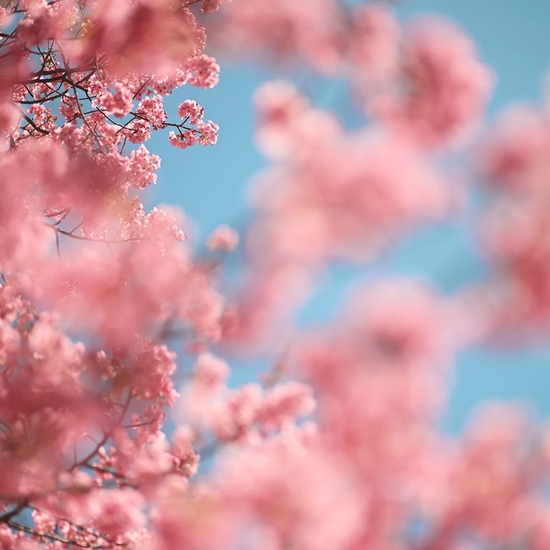 Troy House, Cherry Blossom B, 2026, Archival pigment print, Available in various sizes, Edition of 20