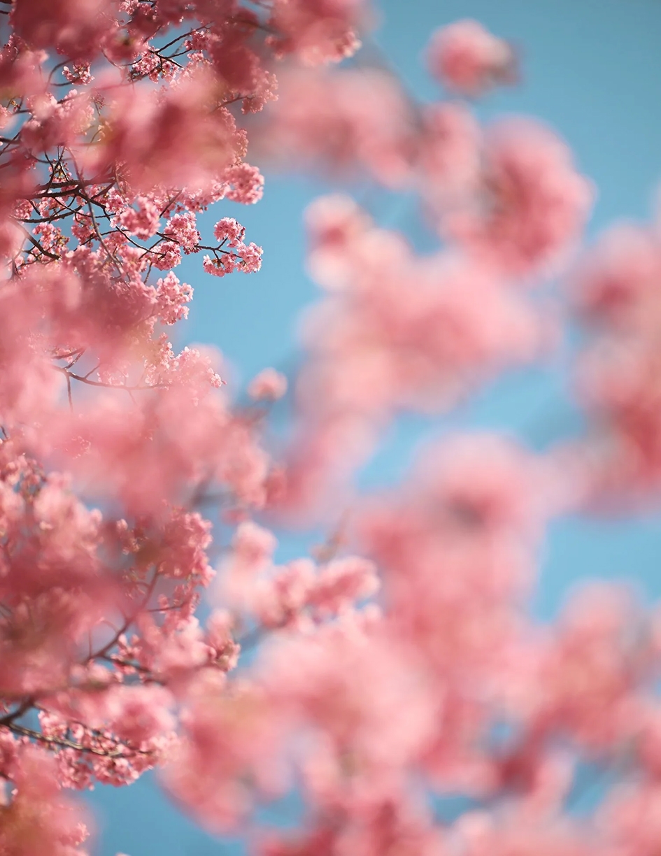 Troy House, Cherry Blossom B, 2026, Archival pigment print, Available in various sizes, Edition of 20
