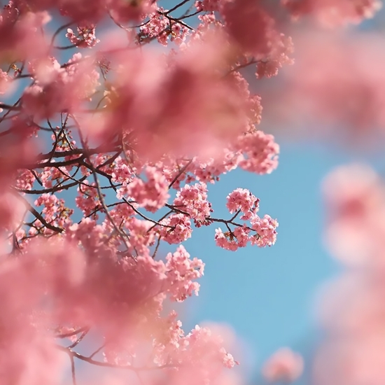 Detail of 'Cherry Blossom B'
