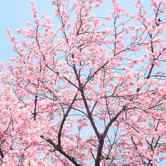 Troy House, Cherry Blossom C, 2026, Archival pigment print, Available in various sizes, Edition of 20