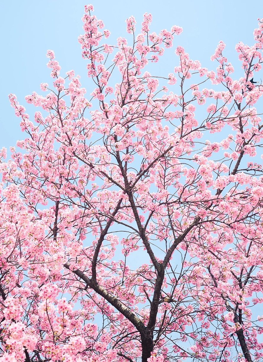 Troy House, Cherry Blossom C, 2026, Archival pigment print, Available in various sizes, Edition of 20
