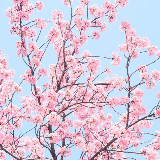 Detail of 'Cherry Blossom C'