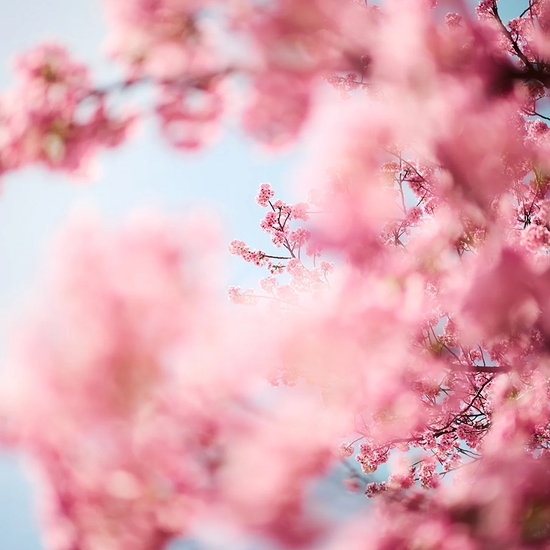Troy House, Cherry Blossom D, 2026, Archival pigment print, Available in various sizes, Edition of 20