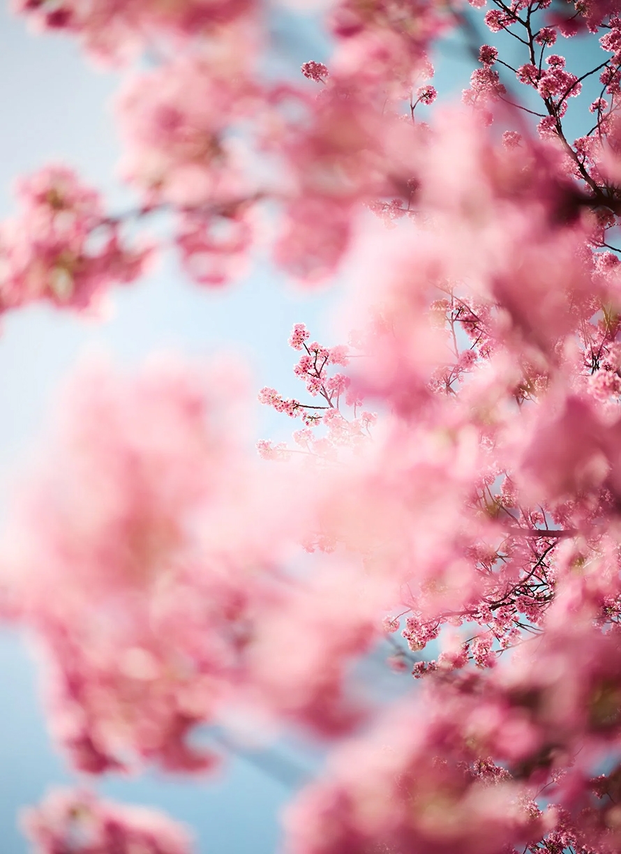 Troy House, Cherry Blossom D, 2026, Archival pigment print, Available in various sizes, Edition of 20
