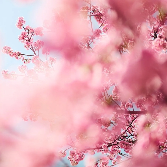 Detail of 'Cherry Blossom D'