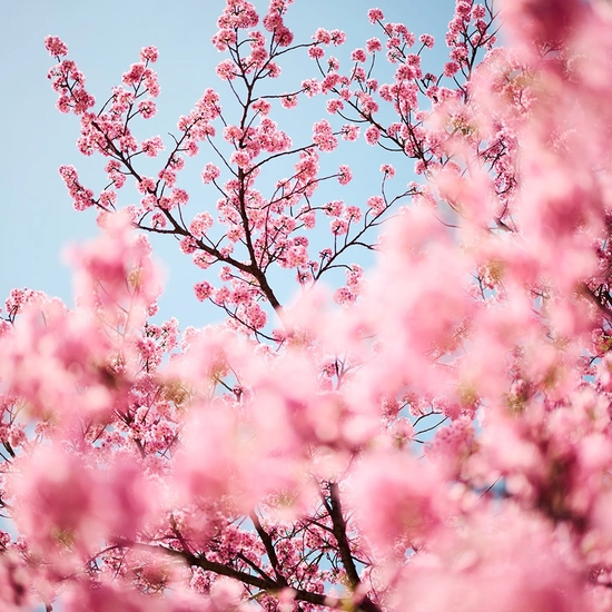 Troy House, Cherry Blossom E, 2026, Archival pigment print, Available in various sizes, Edition of 20
