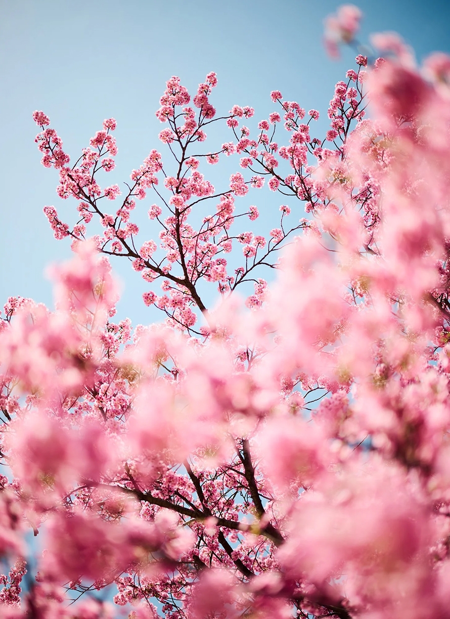 Troy House, Cherry Blossom E, 2026, Archival pigment print, Available in various sizes, Edition of 20