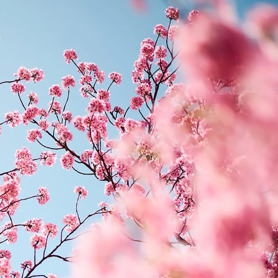 Detail of 'Cherry Blossom E'