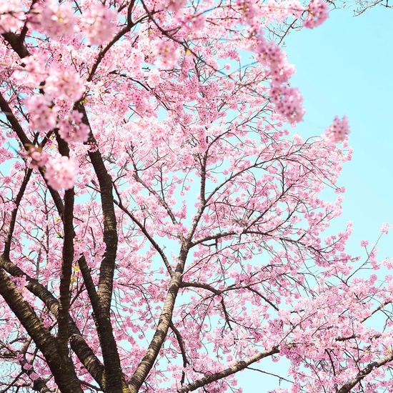 Troy House, Cherry Blossom F, 2026, Archival pigment print, Available in various sizes, Edition of 20