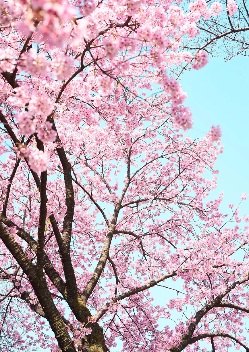 Troy House, Cherry Blossom F, 2026, Archival pigment print, Available in various sizes, Edition of 20