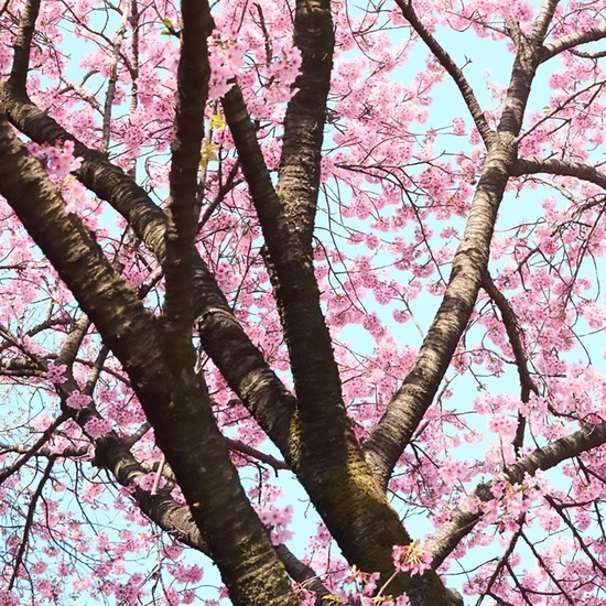 Detail of 'Cherry Blossom F'