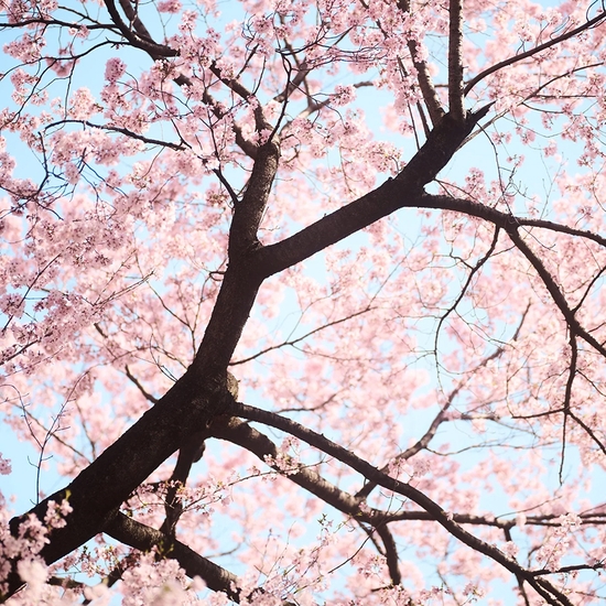 Troy House, Cherry Blossom G, 2026, Archival pigment print, Available in various sizes, Edition of 20