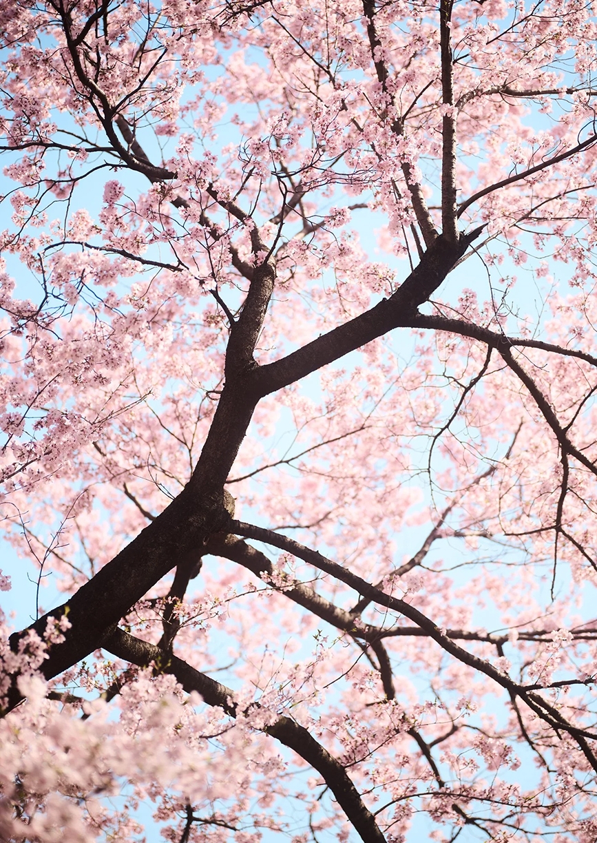 Troy House, Cherry Blossom G, 2026, Archival pigment print, Available in various sizes, Edition of 20