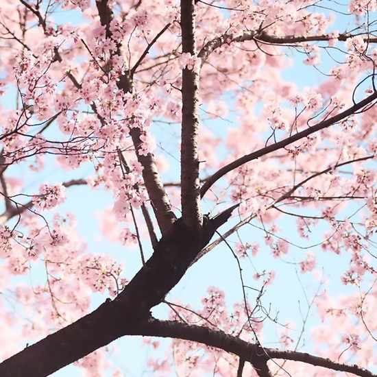 Detail of 'Cherry Blossom G'