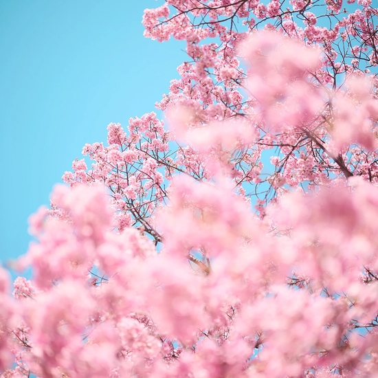 (19105) Cherry Blossom H -- Troy House