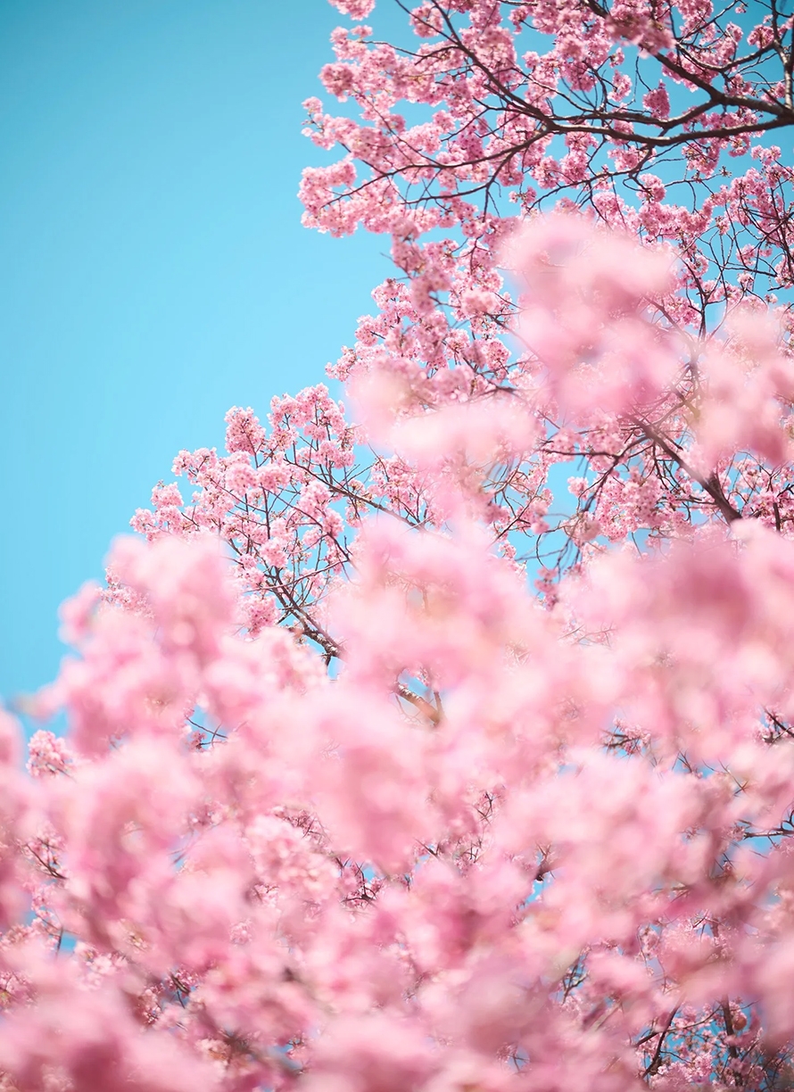 Troy House, Cherry Blossom H, 2026, Archival pigment print, Available in various sizes, Edition of 20