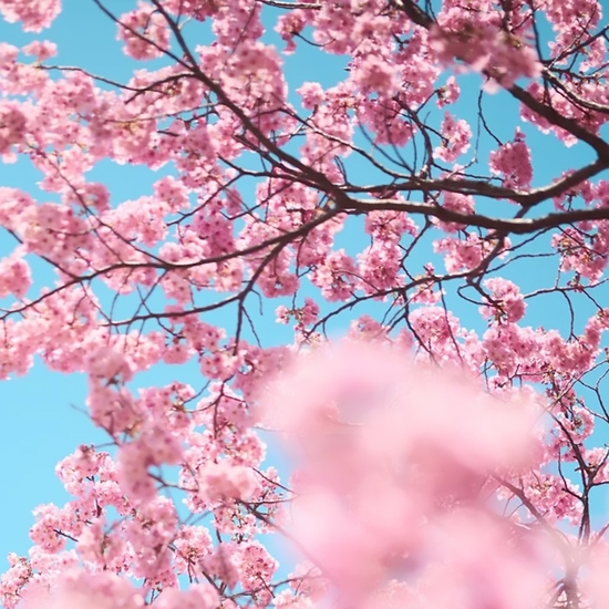 Detail of 'Cherry Blossom H'