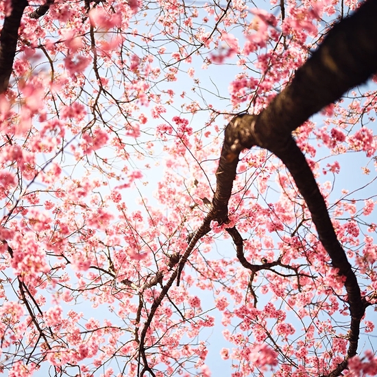 Troy House, Cherry Blossom I, 2026, Archival pigment print, Available in various sizes, Edition of 20