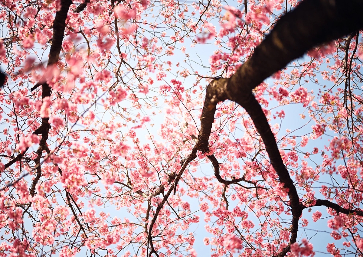 Troy House, Cherry Blossom I, 2026, Archival pigment print, Available in various sizes, Edition of 20