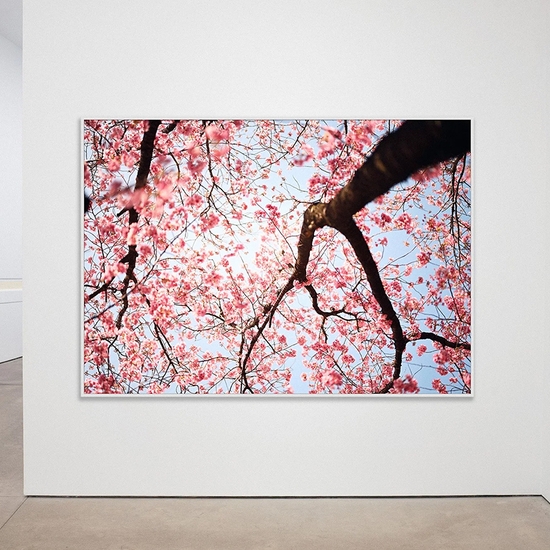 Gallery install of 'Cherry Blossom I'