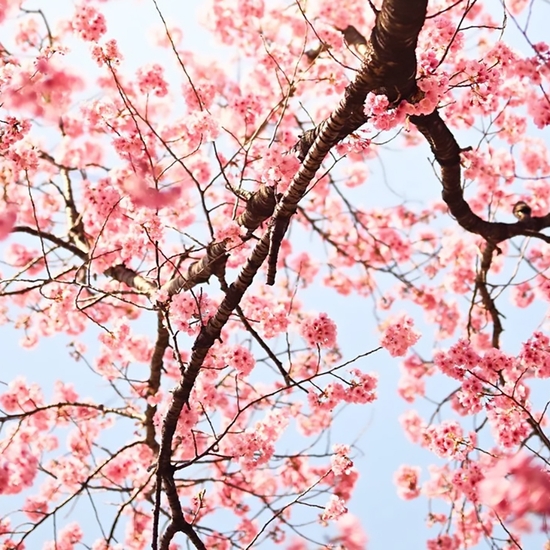 Detail of 'Cherry Blossom I'