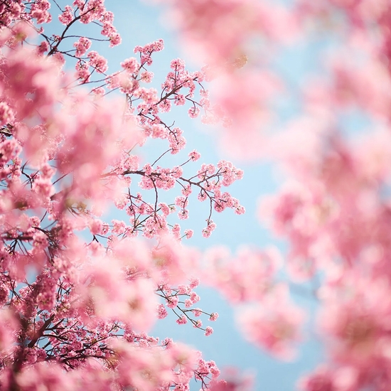 Troy House, Cherry Blossom L, 2026, Archival pigment print, Available in various sizes, Edition of 20