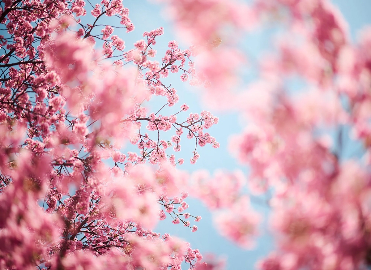 Troy House, Cherry Blossom L, 2026, Archival pigment print, Available in various sizes, Edition of 20