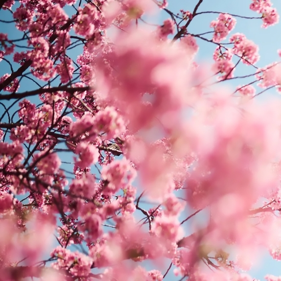 Detail of 'Cherry Blossom L'