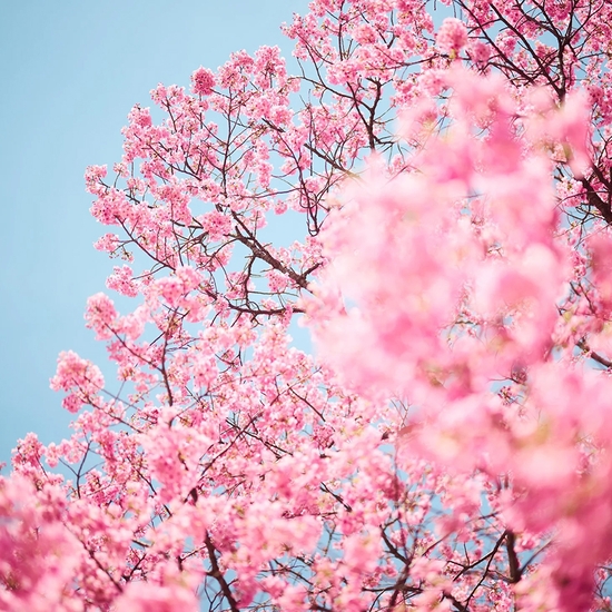 Troy House, Cherry Blossom M, 2026, Archival pigment print, Available in various sizes, Edition of 20