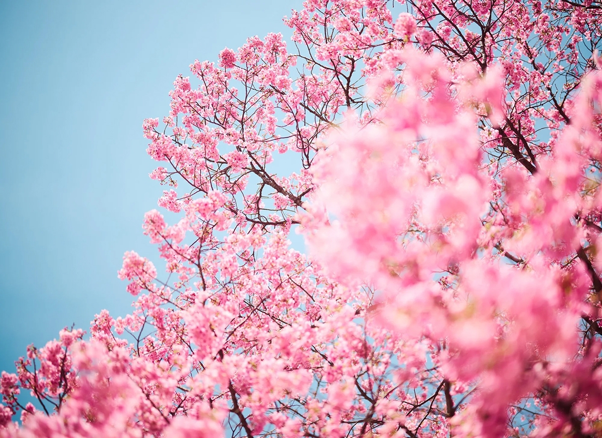 Troy House, Cherry Blossom M, 2026, Archival pigment print, Available in various sizes, Edition of 20