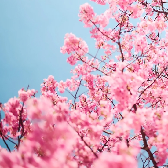 Detail of 'Cherry Blossom M'