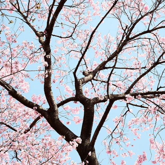 Troy House, Cherry Blossom O, 2026, Archival pigment print, Available in various sizes, Edition of 20