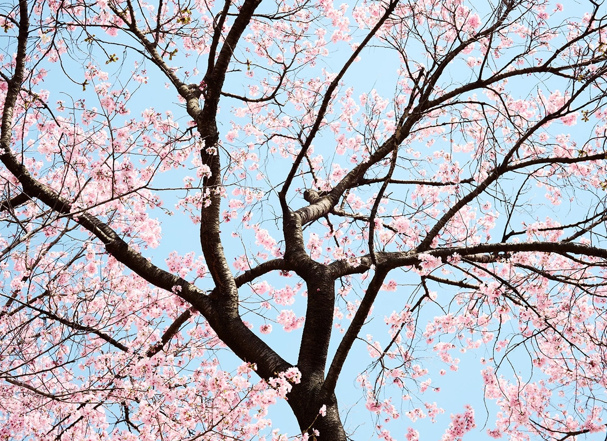 Troy House, Cherry Blossom O, 2026, Archival pigment print, Available in various sizes, Edition of 20