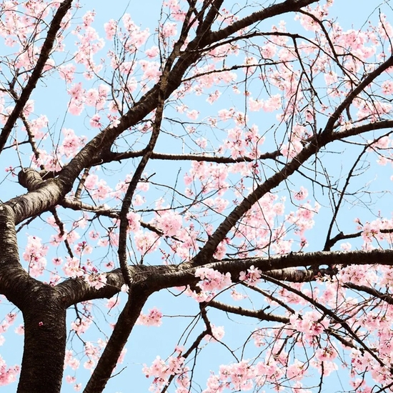 Detail of 'Cherry Blossom O'