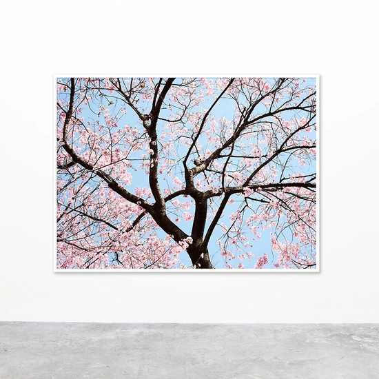 Gallery install of 'Cherry Blossom O'