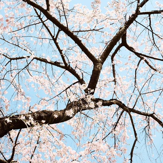 Troy House, Cherry Blossom P, 2026, Archival pigment print, Available in various sizes, Edition of 20