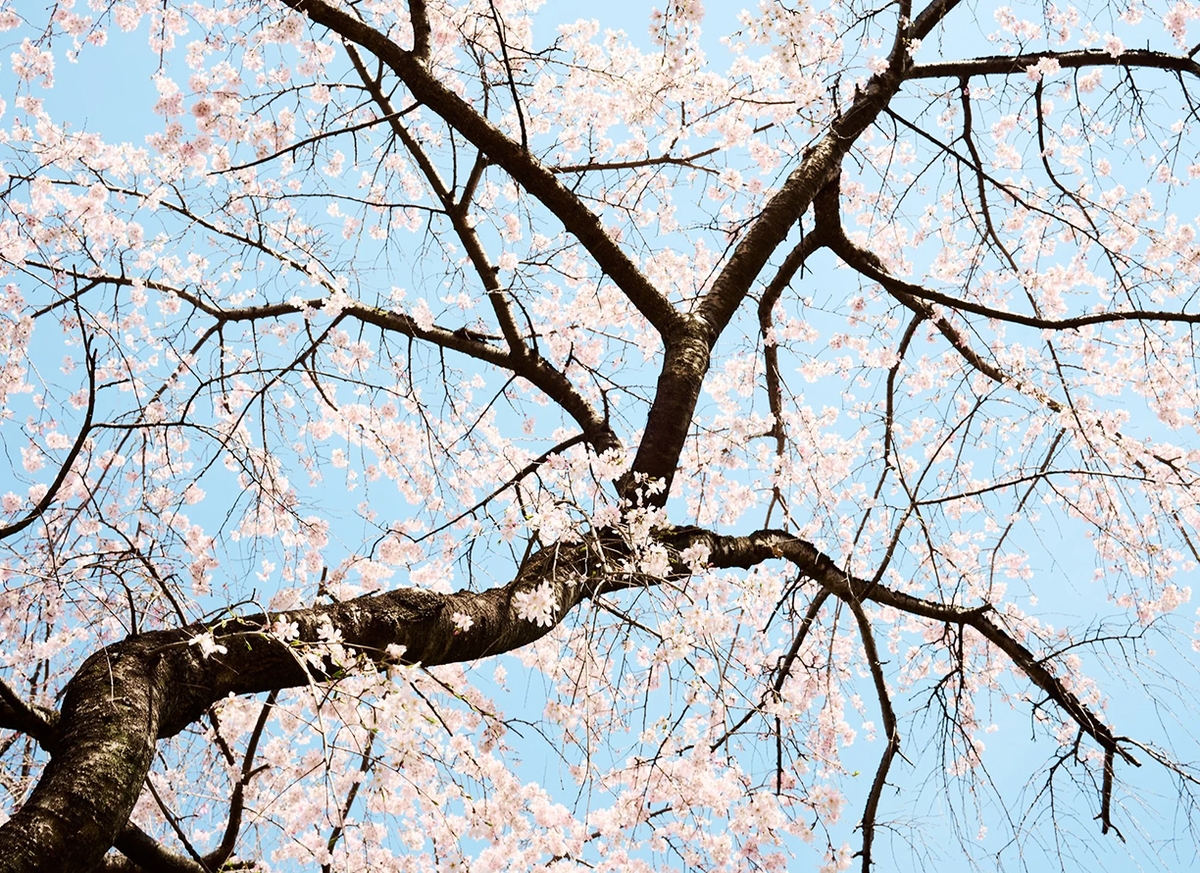 Troy House, Cherry Blossom P, 2026, Archival pigment print, Available in various sizes, Edition of 20