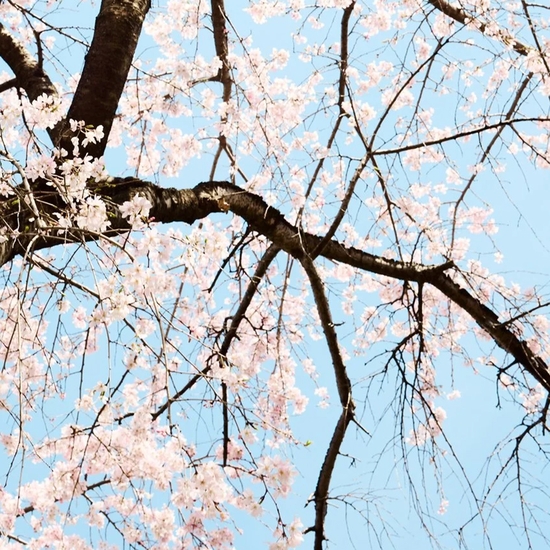Detail of 'Cherry Blossom P'