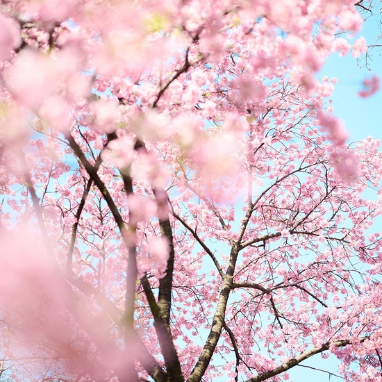 Troy House, Cherry Blossom Q, 2026, Archival pigment print, Available in various sizes, Edition of 20