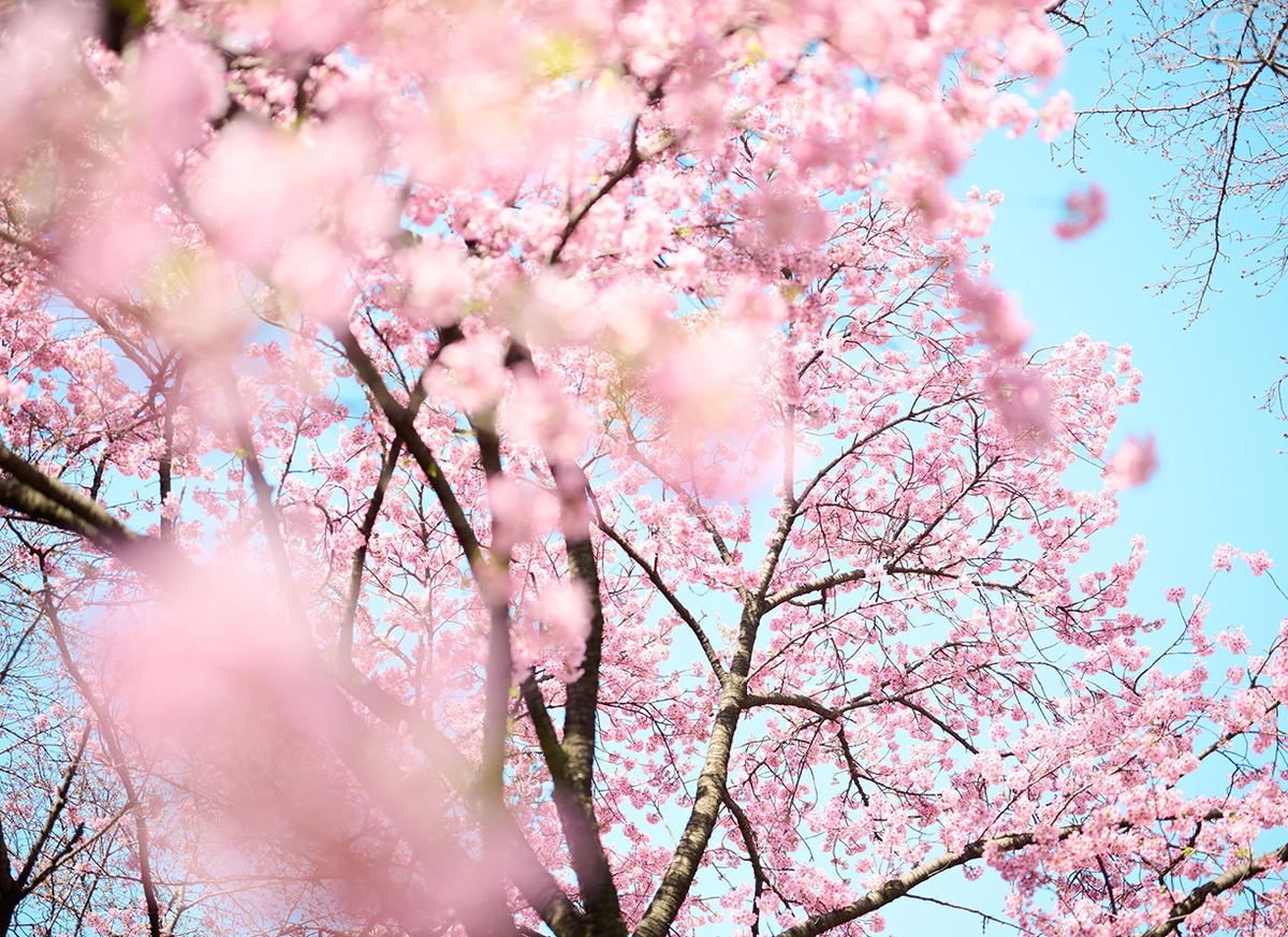 Troy House, Cherry Blossom Q, 2026, Archival pigment print, Available in various sizes, Edition of 20