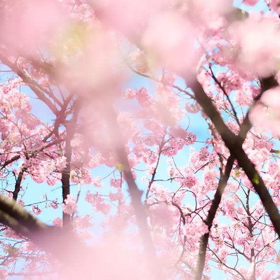 Detail of 'Cherry Blossom Q'